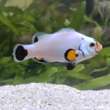Amphiprion Ocellaris "Platinium" 4-6 cm